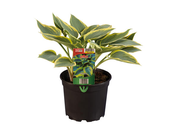 Hosta/Funkia