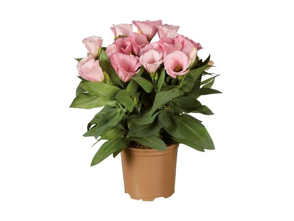 Lisianthus