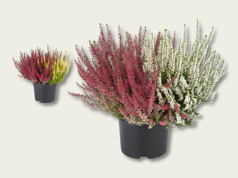 Bruyère (Calluna vulgaris) (dès 12.9.)