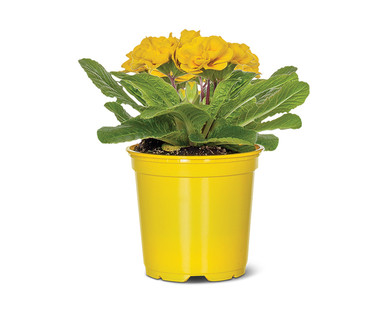 4" Primrose