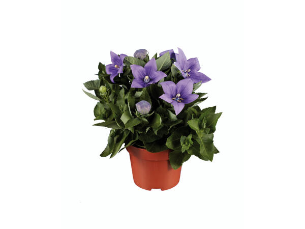 Platycodon