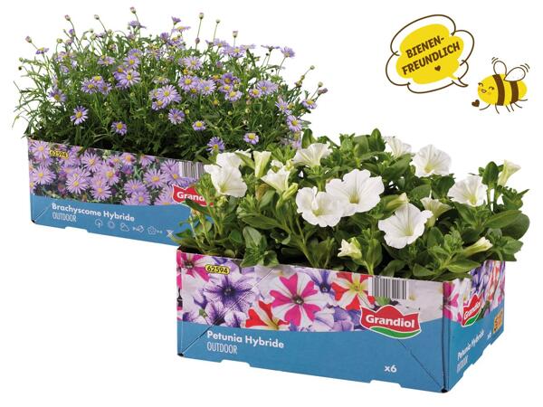 Beet- und Balkonpflanzen, 6er-Tray