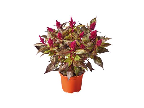 Celosia