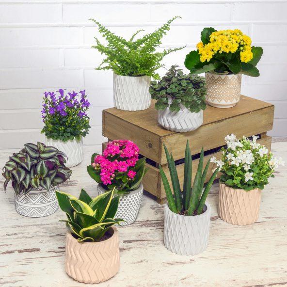 Miniplante i keramikpotte