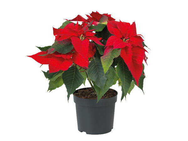 Poinsettia