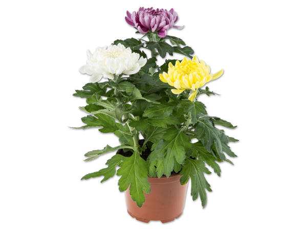Deko Chrysanthemen Trio