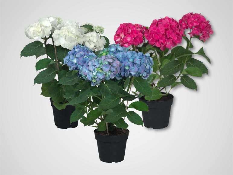 Hortensias (dès 7.4.)