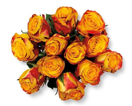 12 Stem Rose Bouquet Assorted Colors