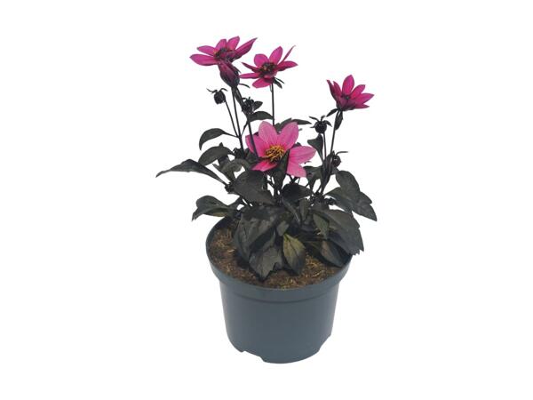 Dahlia
