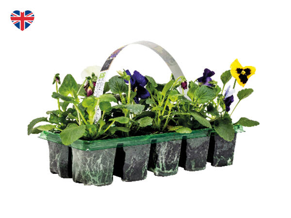 British Frizzle Sizzle Pansies