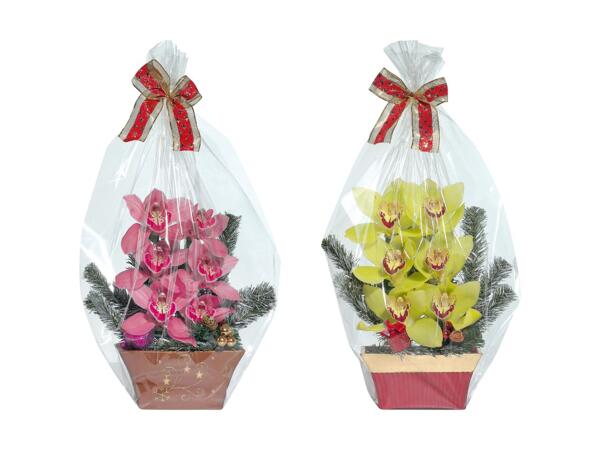 Weihnachts-Orchideen 6er-Gesteck