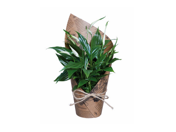 Peace Lily in Paper Wrap