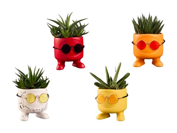 Succulentes en motif céramique "Be Cool"
