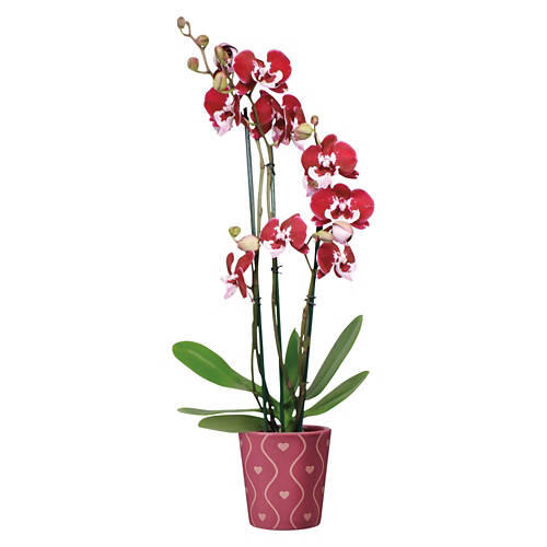 5" Valentine's Day Orchid - Assorted Color