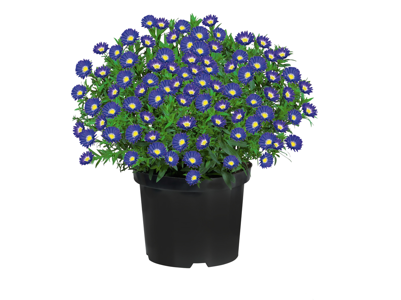 Aster