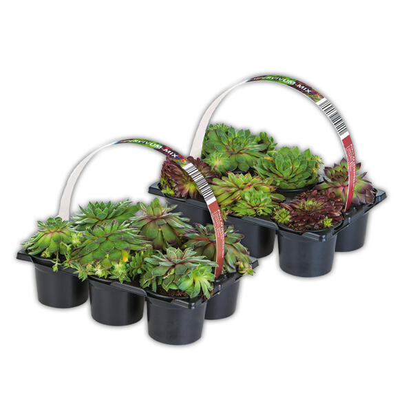 Sempervivum