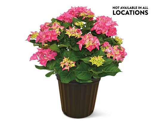 8" Hydrangea Assorted Colors