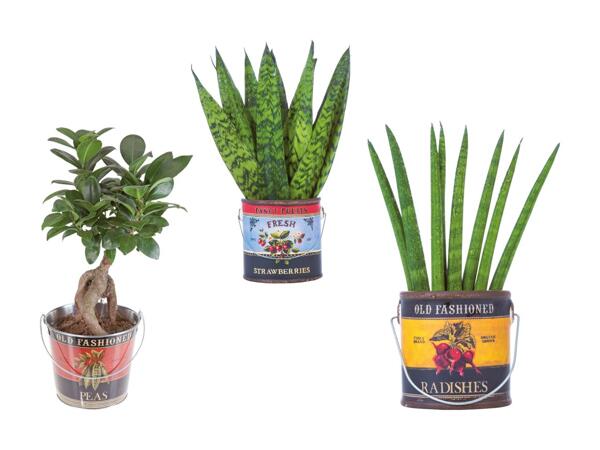 Plante Easy Care Foodbucket