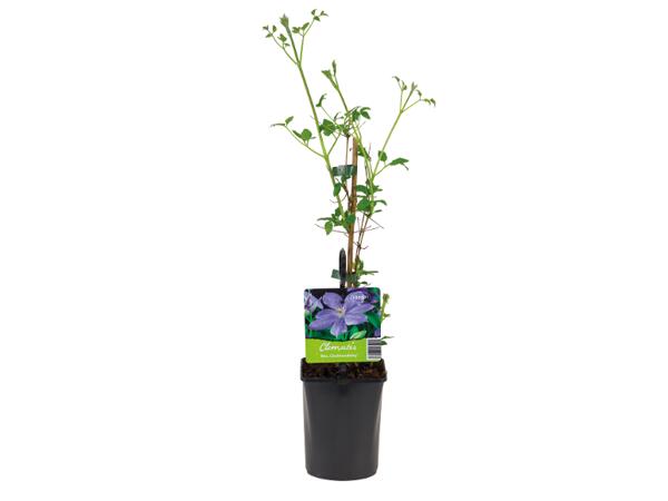Assorted Climbing Plants