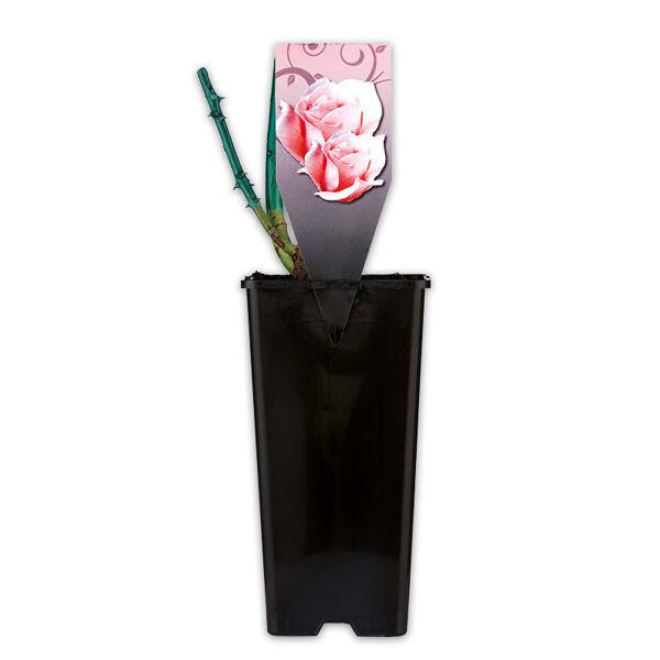 Gartenrosen