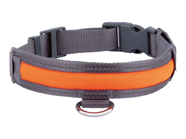 Zoofari LED Light-Up Dog Collar