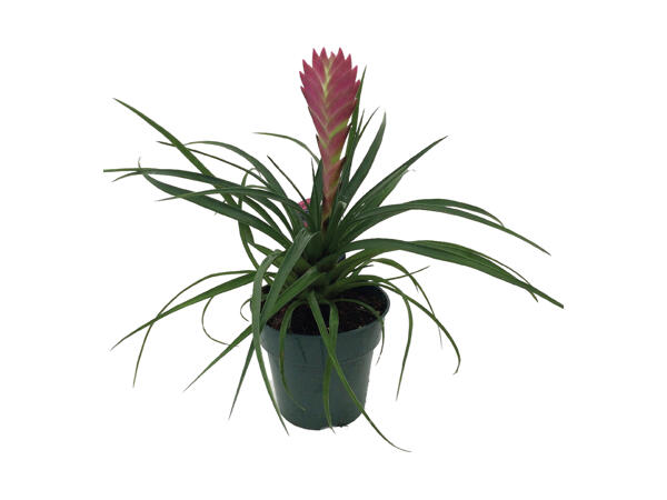 Vifteblomst