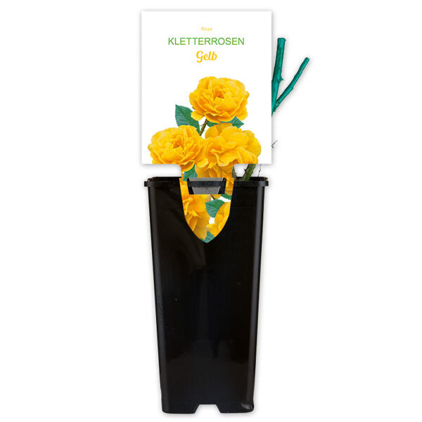 Gartenrosen