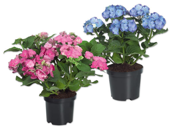 Gartenhortensien