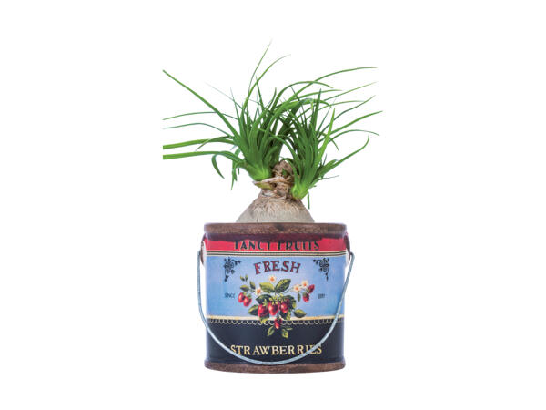 Grøn plante i spand