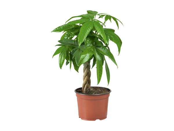Ficus Ginseng or Pachira