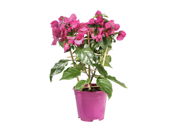 Bougainvillea
