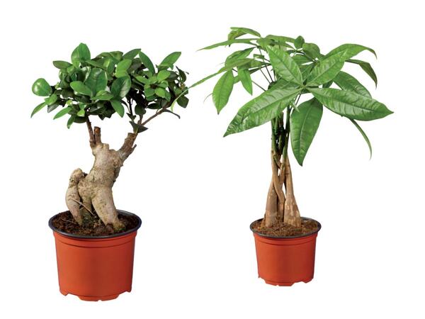 Ficus Ginseng or Pachira