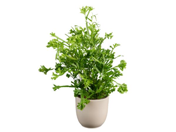 Green Plants