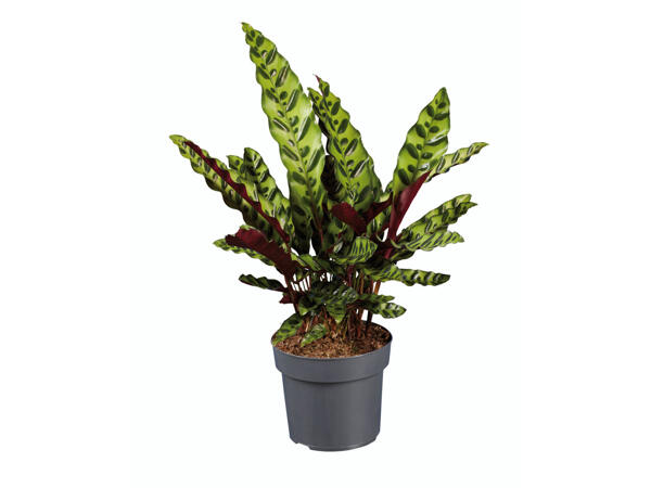 Plantes vertes Colour Leaves