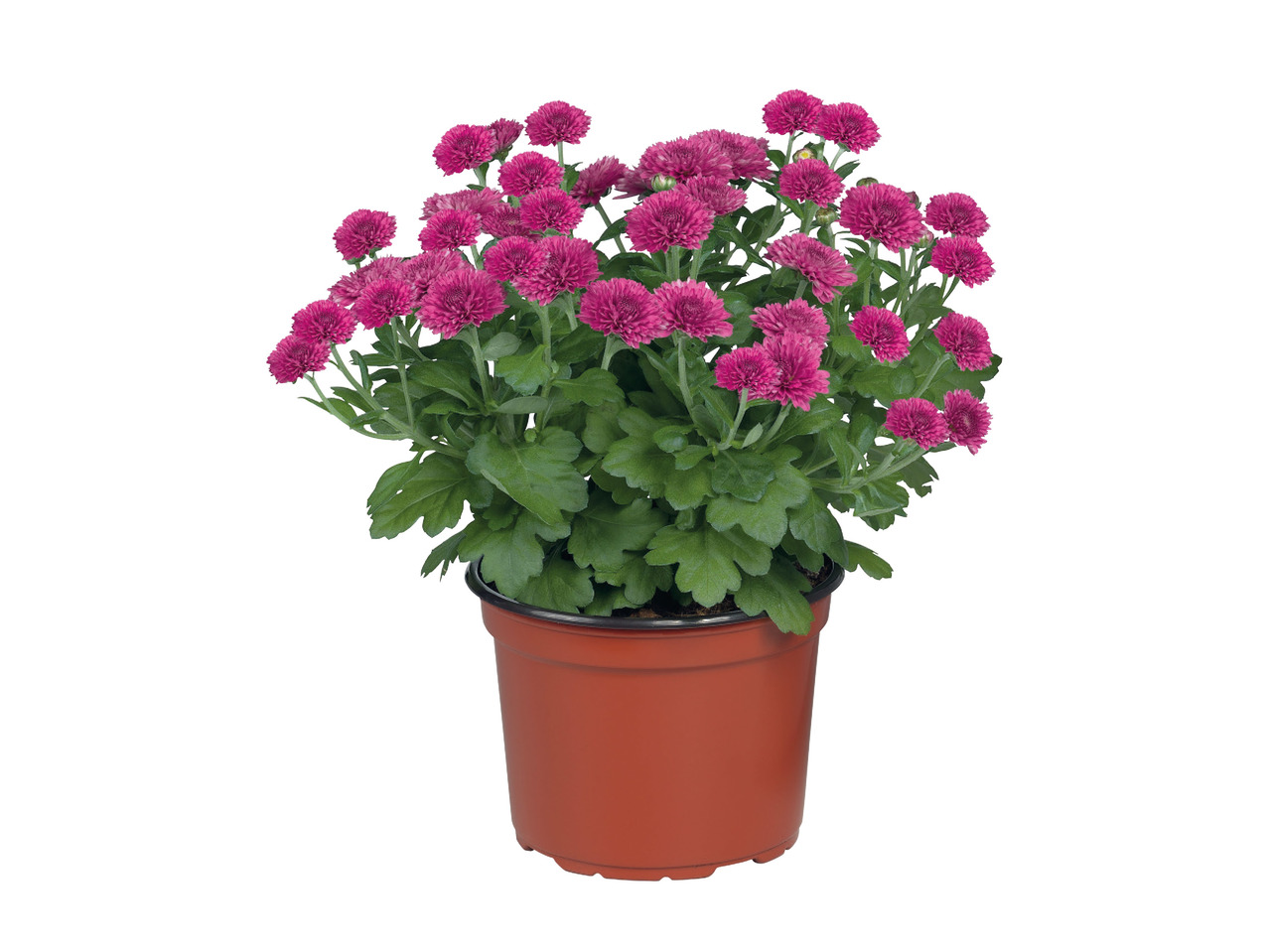 Chrysanthemum1