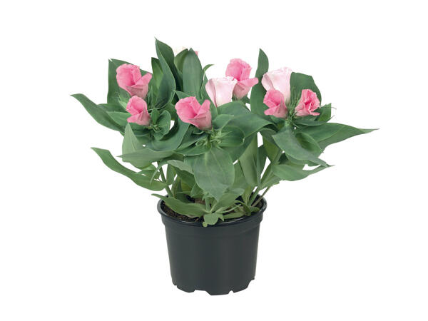 Eustoma