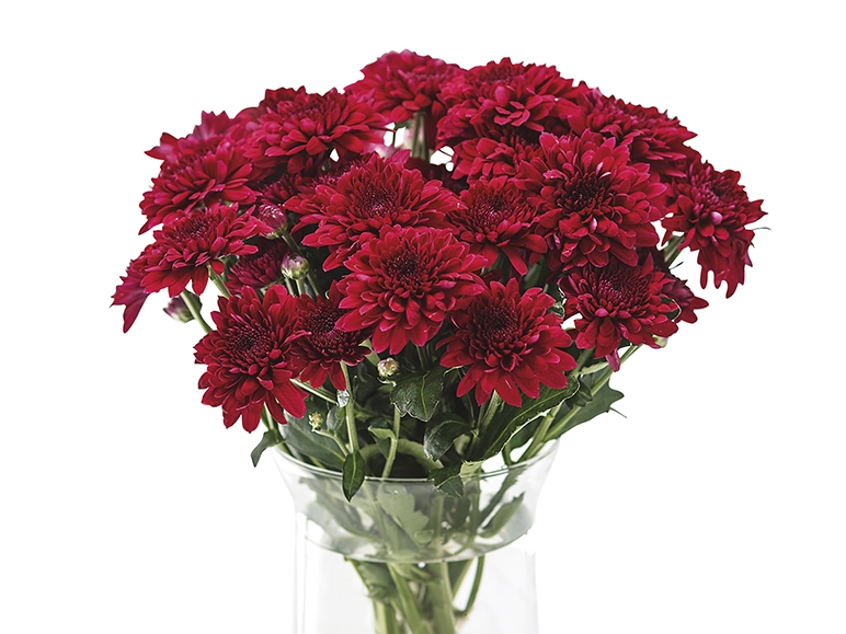 Chrysantemums