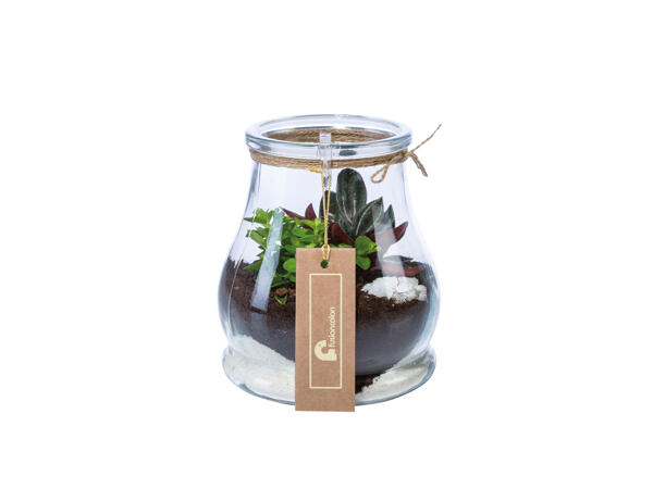 Mini Garden Terrarium