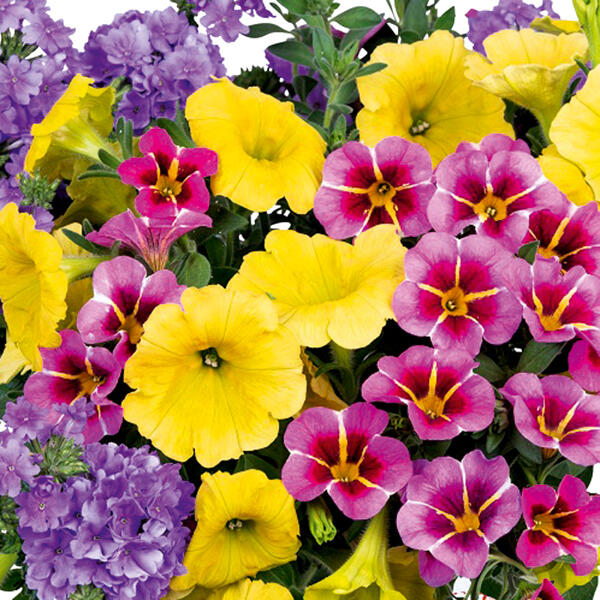 Confetti Garden Trio Mix