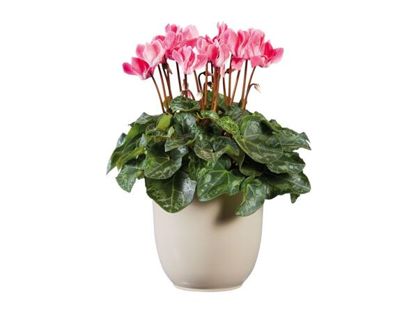 British Cyclamen