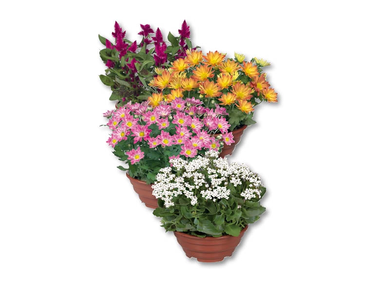 Plantes fleuries en coupe, dès 3.9.