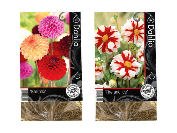 Efterårsblomsterløg