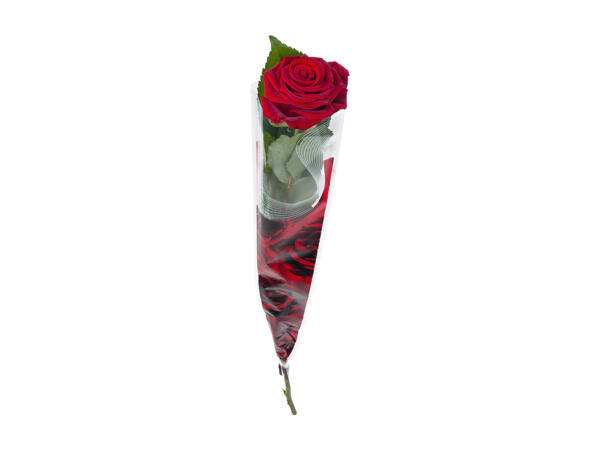Single Rose