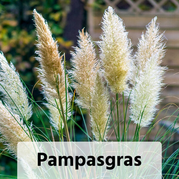 Miscanthus Ziergras-Mix