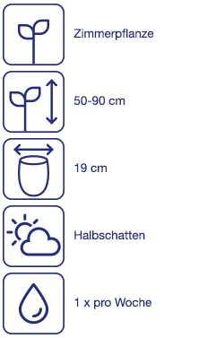 Zimmerpflanze