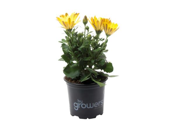 Spansk marguerit