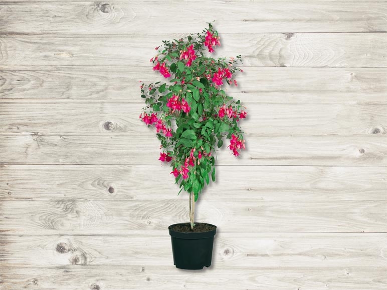 Fuchsia sur tige (dès 28.4.)