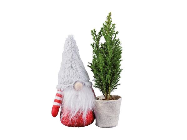 Mini Ellwoodii avec lutin