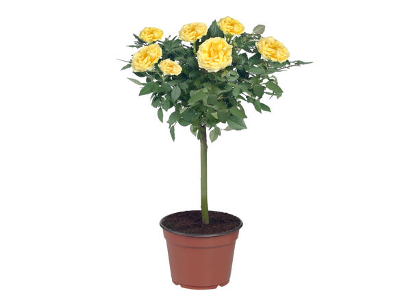 Standard Rose