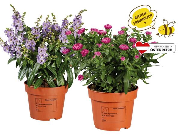 Sommerpflanze